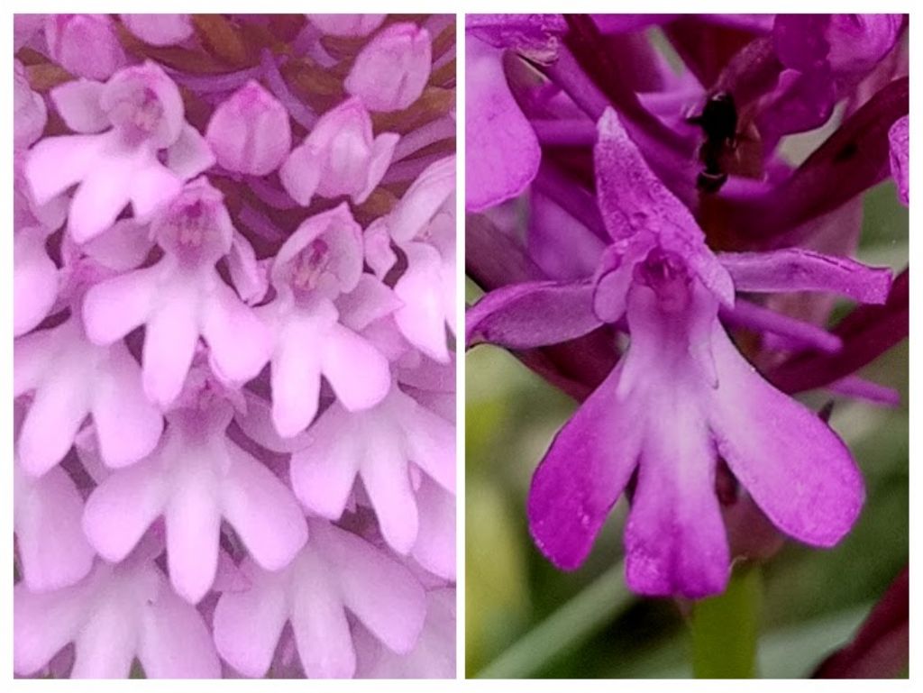 Anacamptis berica?